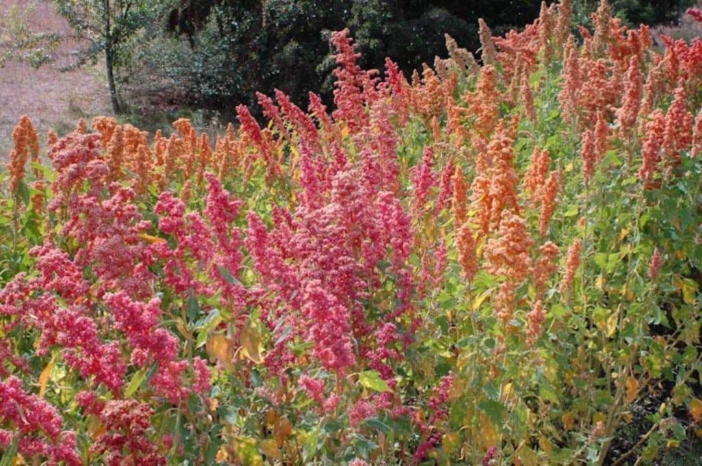 Quinoa plant Seeds - Chenopodium quinoa - Brightest Brilliant Rainbow - Caribbeangardenseed