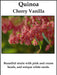 Quinoa Plant Seeds Cherry vanilla ,Beautiful strain with pink and cream - Caribbeangardenseed