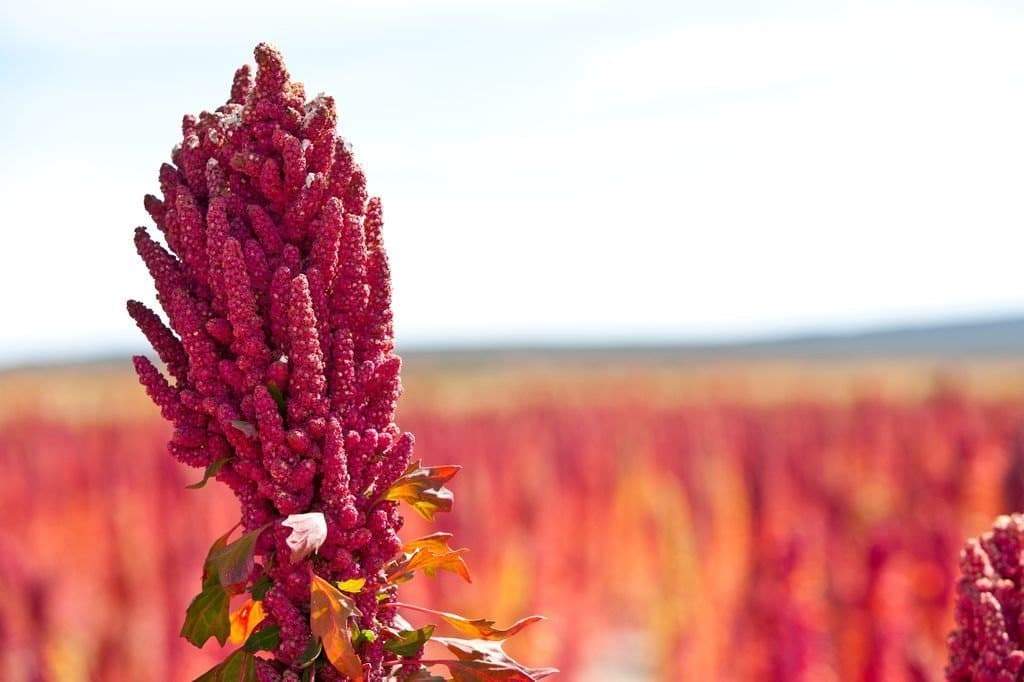 Quinoa Plant Seeds- Quinoa Plant Seeds- Red Head -bright pinkish red seed heads, white seeds. - Caribbeangardenseed