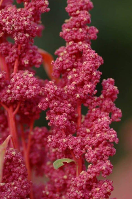 Quinoa Plant Seeds- Quinoa Plant Seeds- Red Head -bright pinkish red seed heads, white seeds. - Caribbeangardenseed