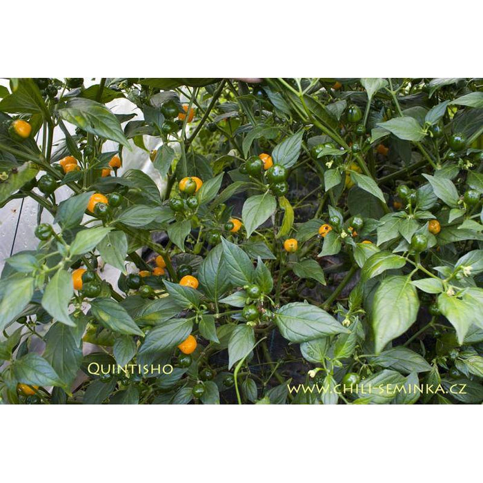 Quintisho YELLOW ,PEPPER SEEDS - Capsicum Chinense - From Bolivia - Caribbeangardenseed