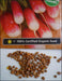 French Breakfast Radish Seeds - HEIRLOOM Vegetable - Caribbeangardenseed