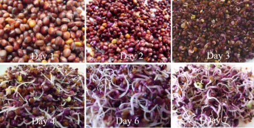 Red Rambo, Radish Sprouts/Microgreens seed ,Asian Vegetable - Caribbeangardenseed