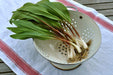 Ramp seeds ,Wild Leek Seeds (Allium tricoccum) best tasting onion - Caribbeangardenseed