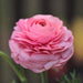 Ranunculus Asiaticus, Pink ( Bulbs) Persian Buttercup - Caribbeangardenseed