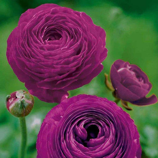 Ranunculus Asiaticus, Purple ( Bulbs) Persian Buttercup - Caribbeangardenseed