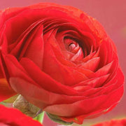 Ranunculus Asiaticus, Red ( Bulbs) Persian Buttercup - Caribbeangardenseed