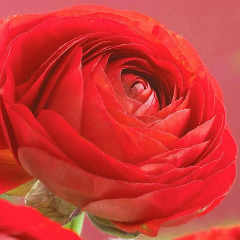 Ranunculus Asiaticus, Red ( Bulbs) Persian Buttercup - Caribbeangardenseed