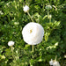 Ranunculus Asiaticus, White ( Bulbs) Persian Buttercup - Caribbeangardenseed