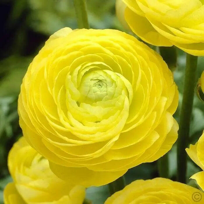 Ranunculus Asiaticus, Yellow ( Bulbs) Persian Buttercup - Caribbeangardenseed