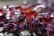 Red Acre Cabbage Seeds ,Brassica oleracea, grown as microgreens baby leaf or full maturity . - Caribbeangardenseed