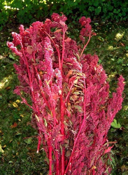 Red Aztec Spinach/Huauzontle -(C. berlandieri) Can be harvest as a micro-green, leafy Greens, or grown for grains. - Caribbeangardenseed