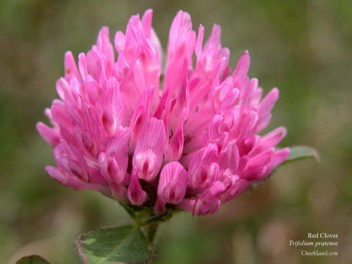Red Clover Seeds,Cover Crop - ,Improve Garden Soil, GroundCover - Caribbeangardenseed