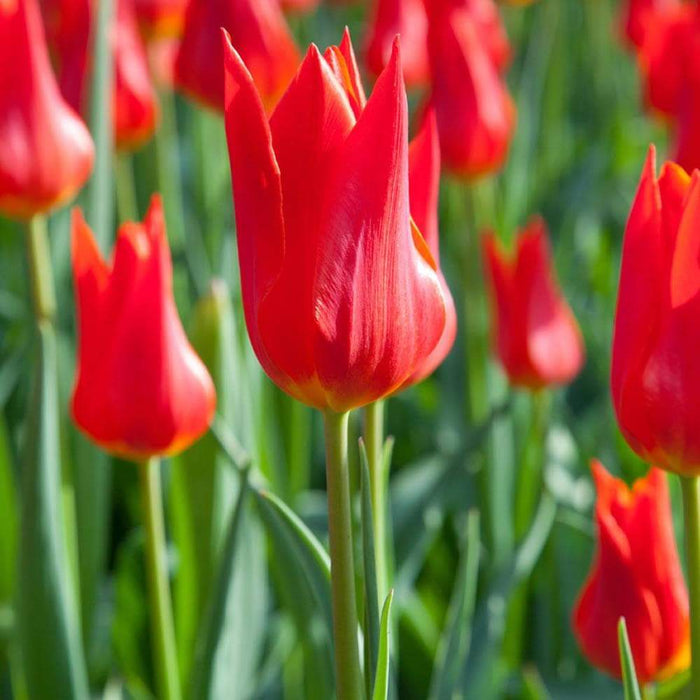 Tulip "Red Emperor" Sized 12cm+bulbs , FALL PLANTING ! - Caribbeangardenseed