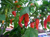 Red Bhut Jolokia - aka Naga Jolokia, Verry Hot, Capsicum chinense - Caribbeangardenseed