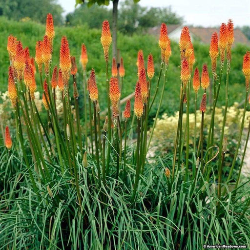 Red Hot Poker' , (Bare root plants) torch lily - Caribbeangardenseed