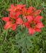 Wood Lily, Red Lily Seeds -Lilium Philadelphicum, Perennial - Caribbeangardenseed