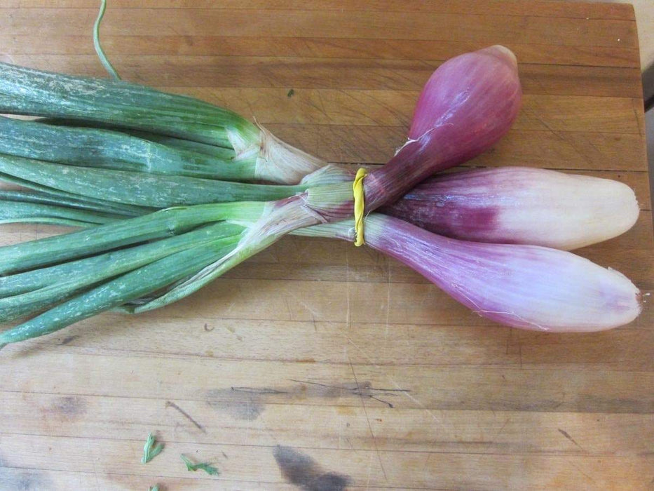Red Long Tropea Onion Seed /Rossa Lunga (110 days) Open-pollinated - Caribbeangardenseed