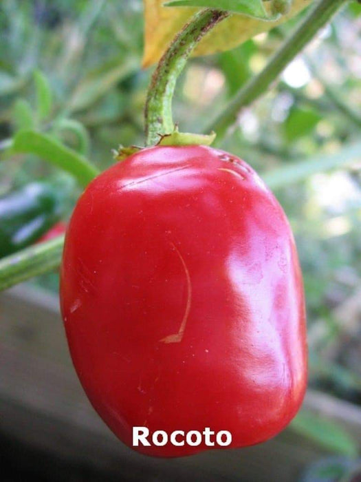 Red Manzano, Pepper Seeds ,Apple Chili(Capsicum pubescens) - Caribbeangardenseed
