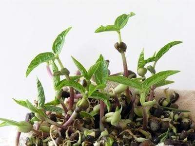 Red Mung Bean Seed, High Germination, Sprouting, Food Storage & More - Caribbeangardenseed