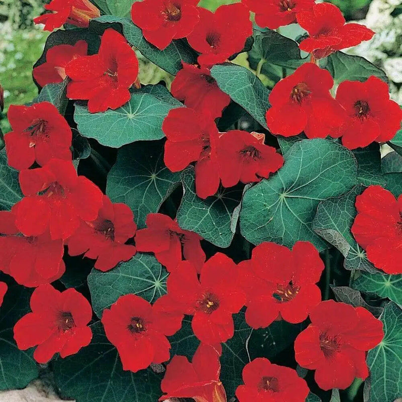 Nasturtium flowers, Empress Of India, Groundcover, Vine - Caribbeangardenseed