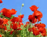 Red Poppy (Papaver Rhoeas) Flowers Seeds - Caribbeangardenseed