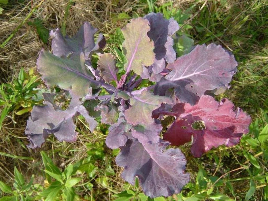 Red Russian Kale Seeds,~ Microgreens/Babyleaf/full maturity - Caribbeangardenseed