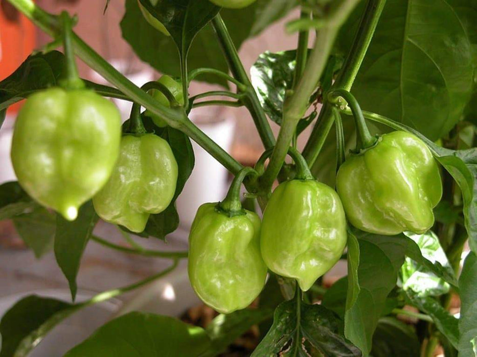 Red Savina Pepper Seeds(Capsicum chinense ),Open Pollinated - Caribbeangardenseed