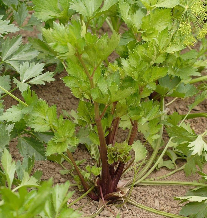 Red Venture Celery Seeds, herb - Caribbeangardenseed