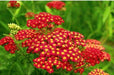Yarrow Flowers Seed, Red (Achillea millefolium rubra) Perennial ! - Caribbeangardenseed