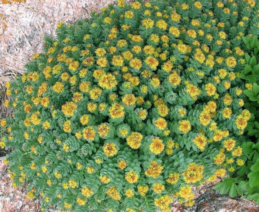 Rhodiola rosea Seeds, golden root, rose root, RARE - Caribbeangardenseed