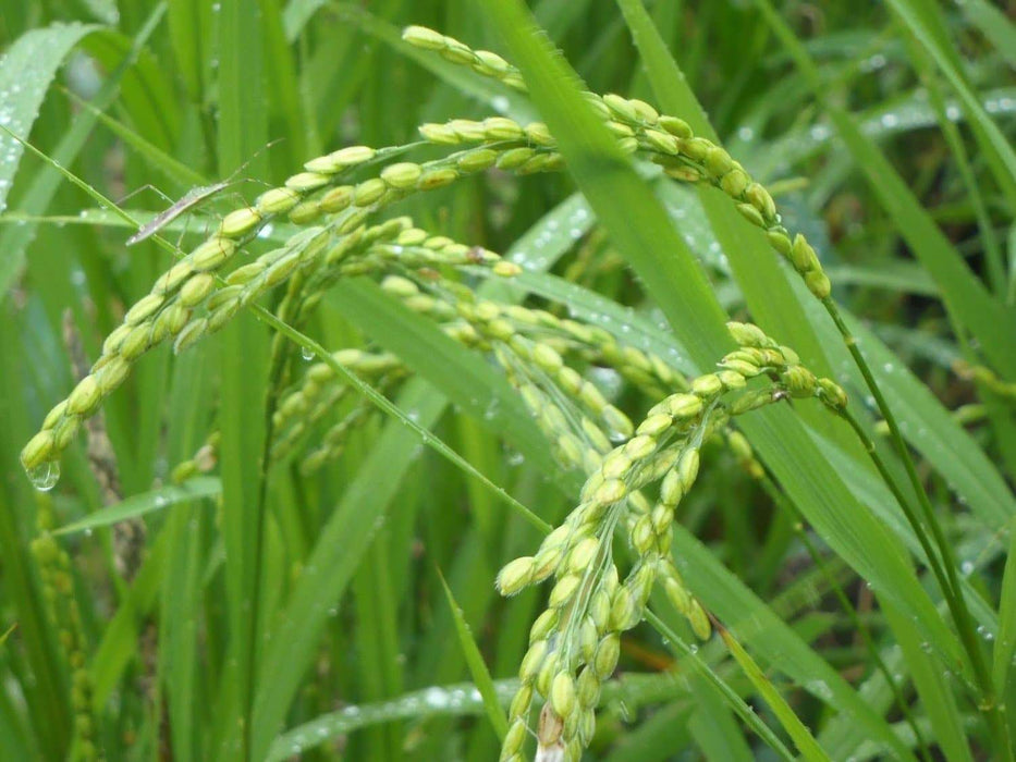 Rice Seeds,White Long Grain Rice ! Asian Vegetable - Caribbeangardenseed