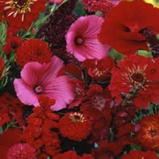 Righteous Red Flowers Mix - All Red Bloom - Caribbeangardenseed
