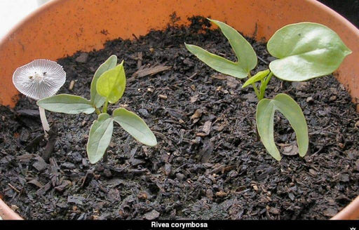 Rivea Corymbosa - Seeds - Also known As, Ololiuqui Vine! - Caribbeangardenseed