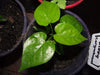 Rivea Corymbosa - Seeds - Also known As, Ololiuqui Vine! - Caribbeangardenseed