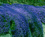 Rock Cress, FLOWERS Seed - Cascade Dark Blue , PERENNIAL - Caribbeangardenseed