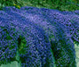Rock Cress, FLOWERS Seed - Cascade Dark Blue , PERENNIAL - Caribbeangardenseed