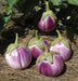 Rosa Bianca Eggplant Seeds- HEIRLOOM Italian Vegetable - Caribbeangardenseed