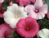 Rose Mallow Seeds - Mix Tree Mallow ,hybiscus flowers - Caribbeangardenseed