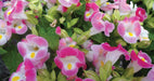 TORENIA ROSE (PELLET SEEDS) Wishbone FLOWERS - Caribbeangardenseed