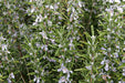 ROSEMARY HERB live plant (Rosemarinus Officinalis) 4' pot - Caribbeangardenseed