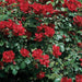 Climbing Rose(1 Plant) Border, Cut Flowers,Ornamental, Outdoor, Vines - Caribbeangardenseed