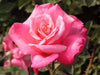First Prize Hybrid Tea Rose (1 Plant) Border,Cut Flowers,Ornamental, Outdoor - Caribbeangardenseed