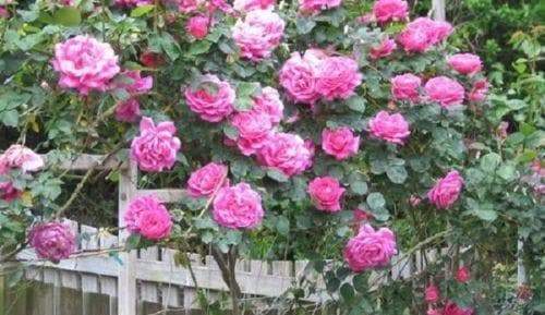 PINK Rose ROSE (1 Plant) Border, Cut Flowers,Ornamental, Outdoor - Caribbeangardenseed