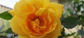 Summer Sunshine Hybrid Tea Rose (1 Plant) - Caribbeangardenseed
