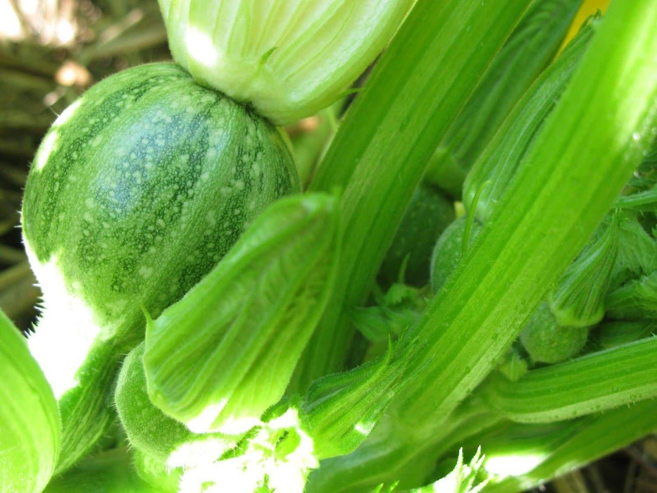 Round Zucchini Seeds ,SUMMER SQUASH,HEIRLOOM, ! - Caribbeangardenseed