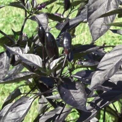 Royal Black Pepper Seeds ,Capsicum Annuum, Edible ornamental - Caribbeangardenseed