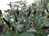 Royal Black Pepper Seeds ,Capsicum Annuum, Edible ornamental - Caribbeangardenseed