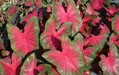 Royal Flush Red Fancy Leaf Caladium Bulbs - Caribbeangardenseed