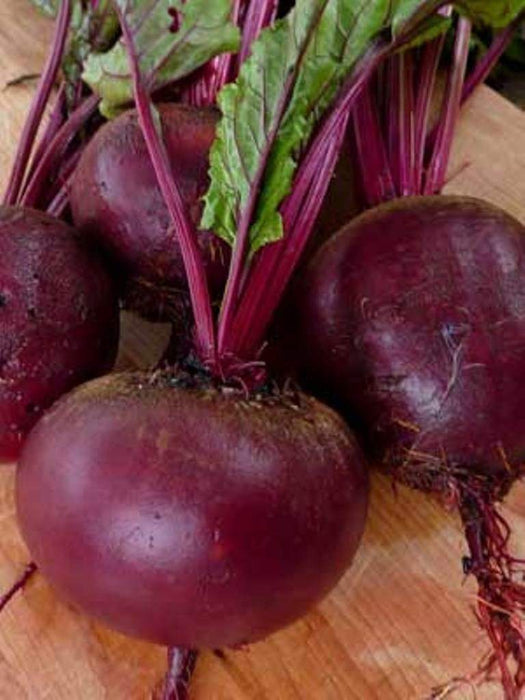 Ruby Queen Beet Seed Can be planted from early spring or late summer - Caribbeangardenseed